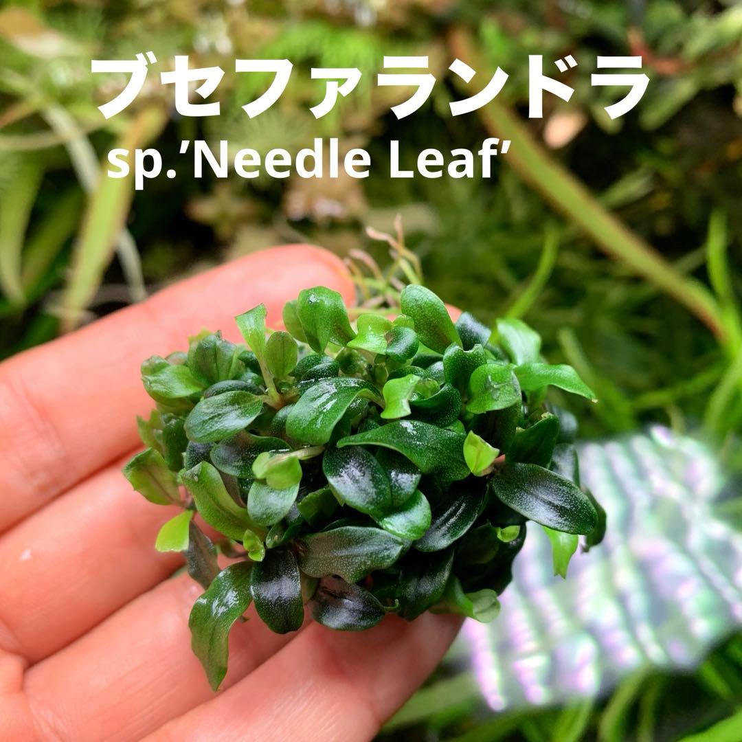 Akiブセファランドラsp.ニードルリーフ/ソルディデュラブルー