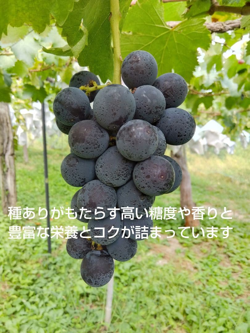 みーたんV希少わら敷種あり完熟巨峰、シャインマスカット 長野産3Kg✕2