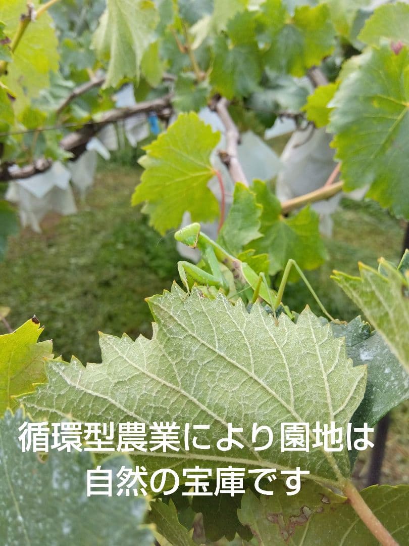 みーたんV希少わら敷種あり完熟巨峰、シャインマスカット 長野産3Kg✕2