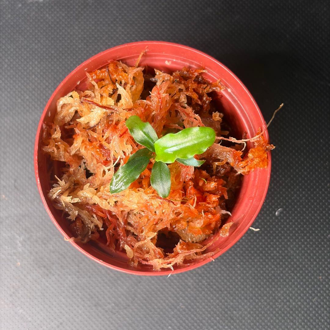 Bucephalandra sp. Aurora KN便