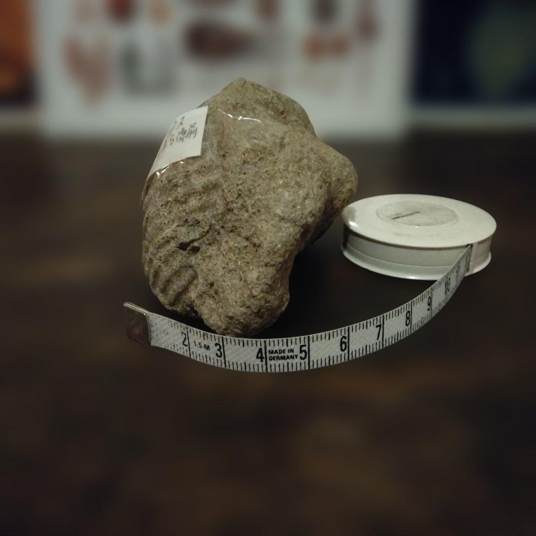 美術 デッサン用 コレクション 極美品 ハヤミア・レックス 化石