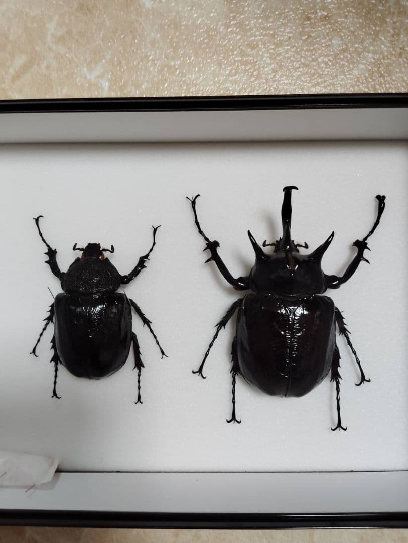 【マルスゾウカブトムシ】 マルス標本 雌雄セット　昆虫セット　オスメスペア