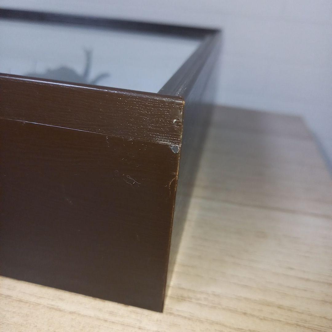 【マルスゾウカブトムシ】 マルス標本 雌雄セット　昆虫セット　オスメスペア