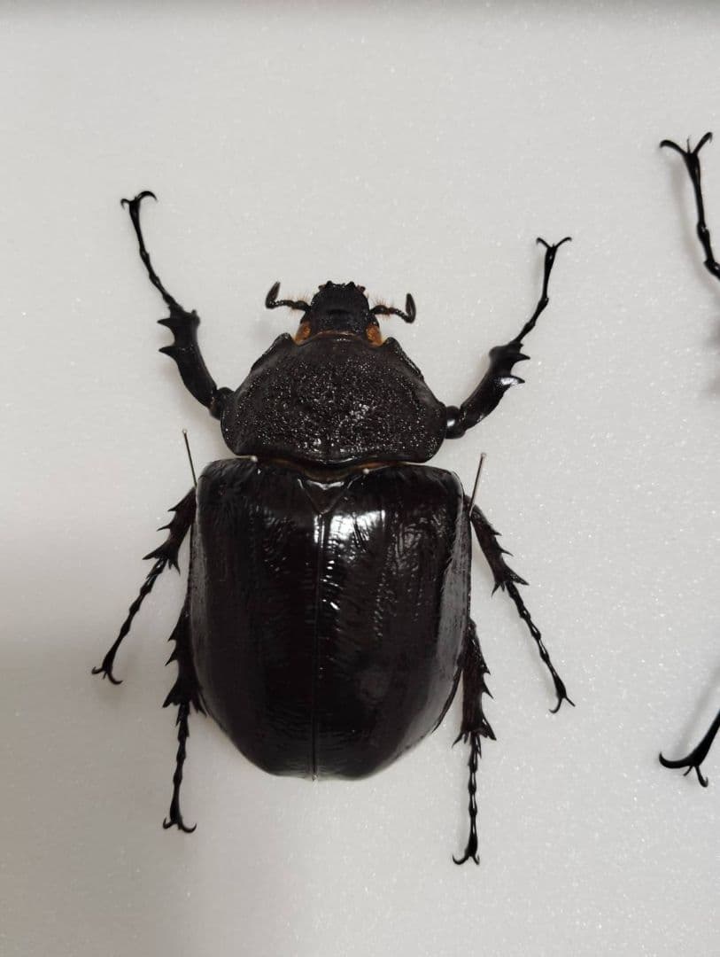 【マルスゾウカブトムシ】 マルス標本 雌雄セット　昆虫セット　オスメスペア