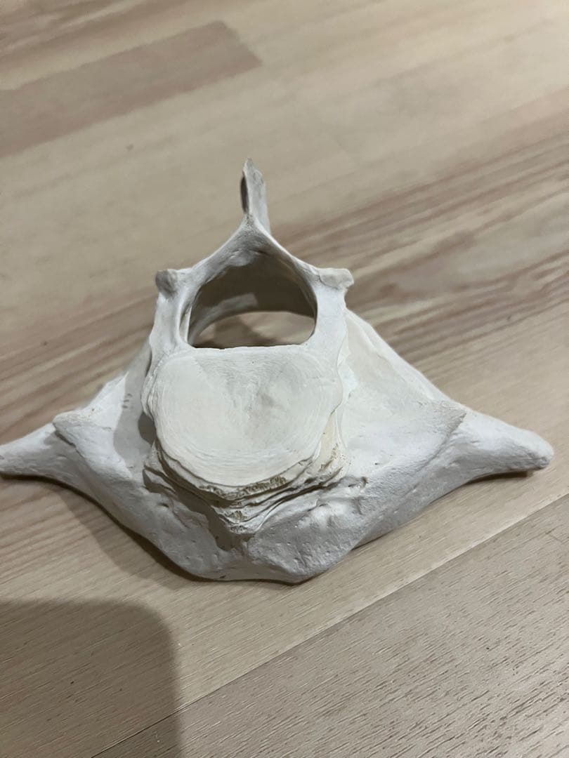 イルカの骨、白骨標本