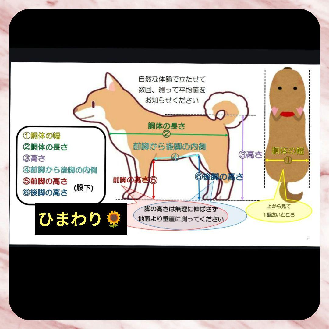 コーギー4輪　リハビリ　食事補助　犬用車椅子　介護補助　犬の歩行器