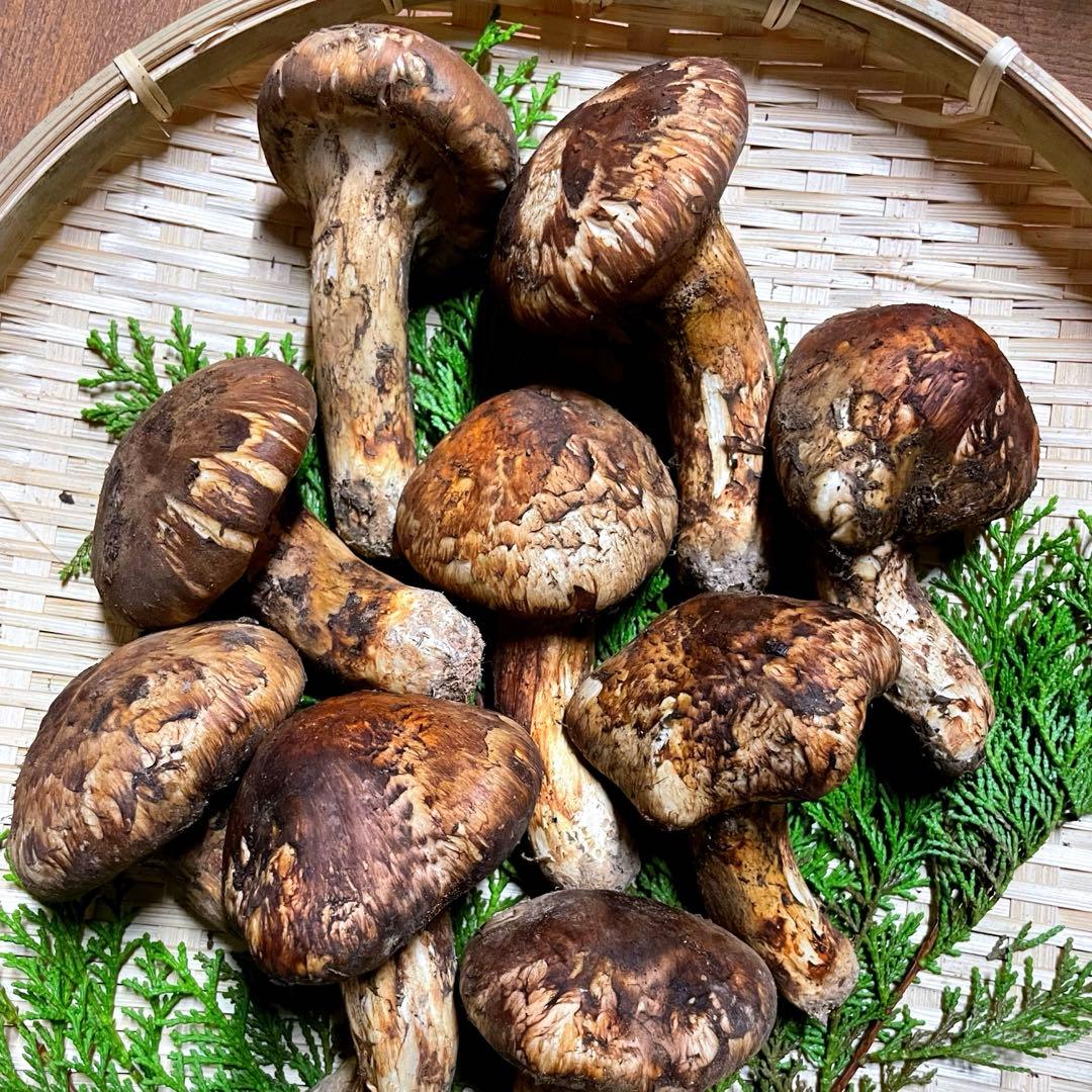 松茸　国産　山梨県　100gセット