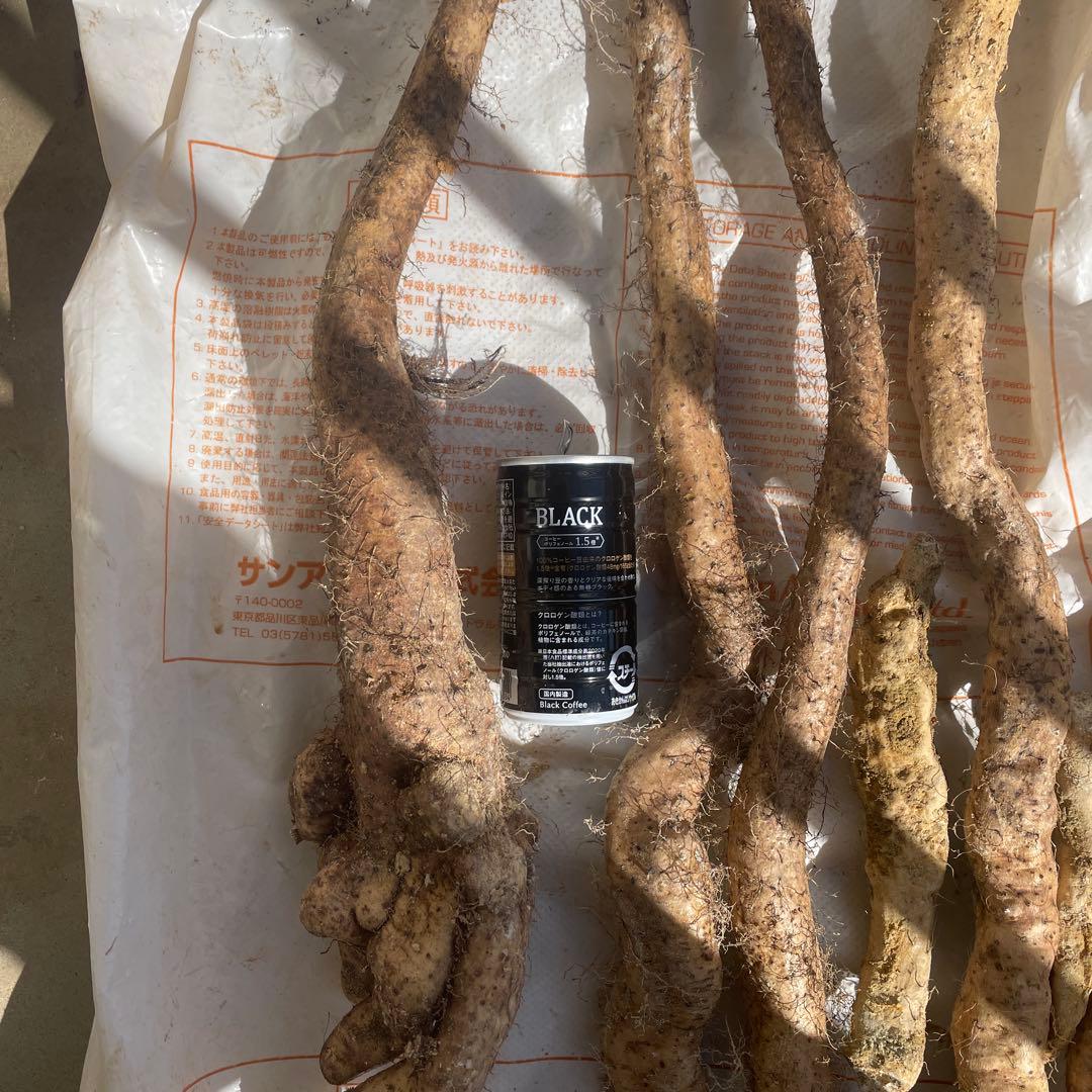 天然自然薯ーー2.2キロ