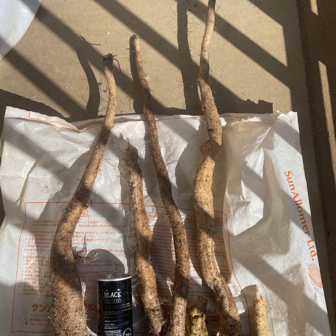 天然自然薯ーー2.2キロ