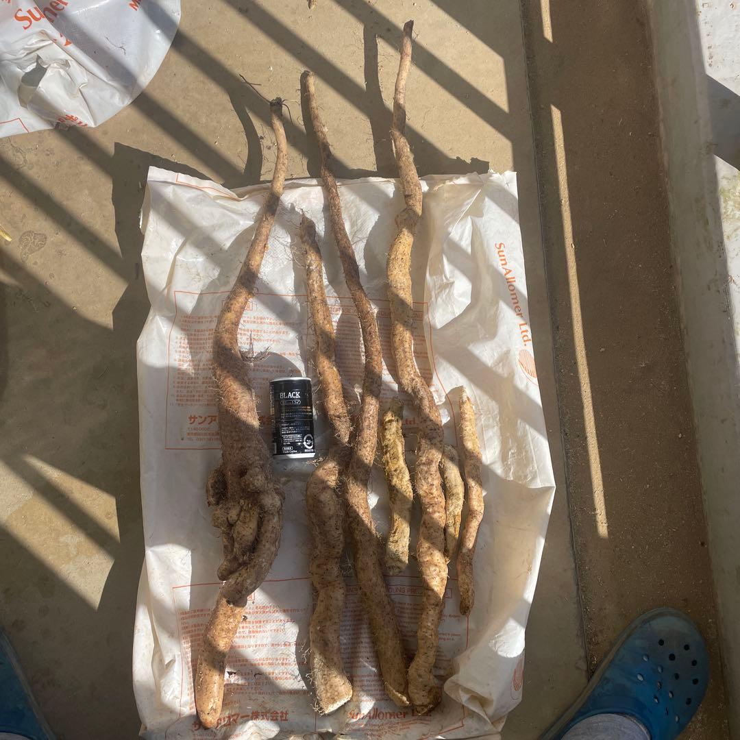 天然自然薯ーー2.2キロ