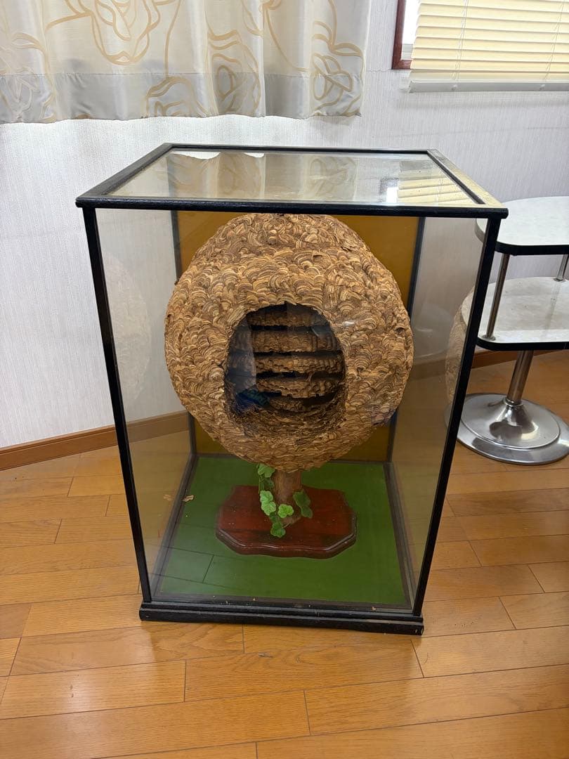 ハチの巣標本 ガラスケース付き