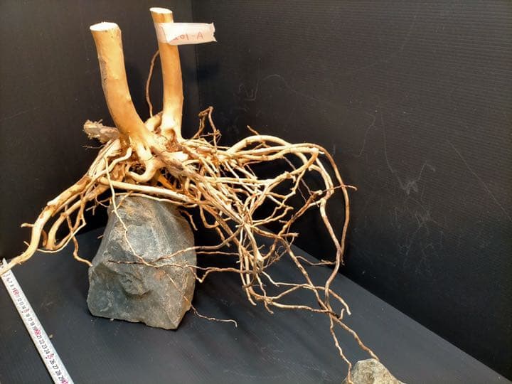 最終値下げブランチウッド　流木　XXL A-102