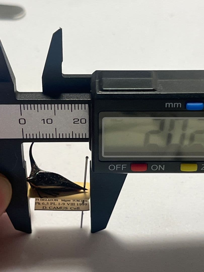 【角蝉最大種】Hemikyptha marginata ツノゼミ セミ ホタ標本