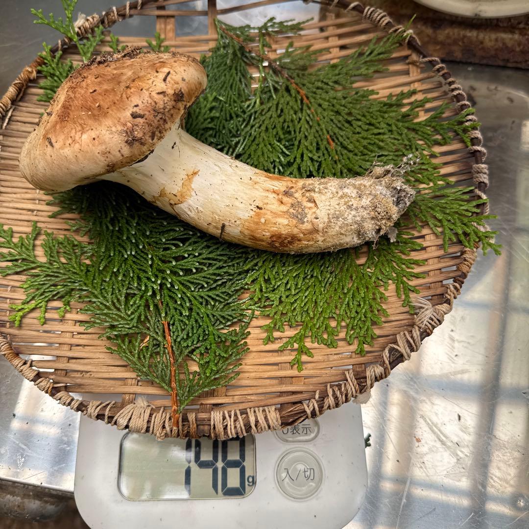 5信州上伊那産天然松茸特級品148g