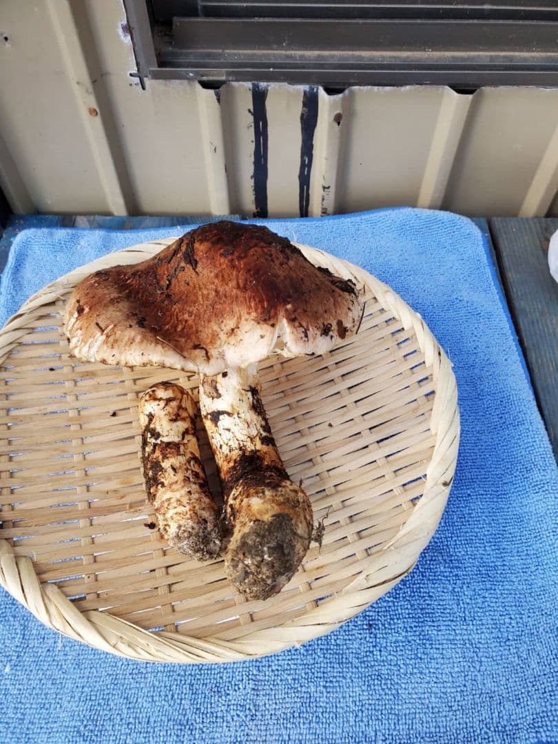 岩手県久慈市産【高級.超巨大、松茸】253g