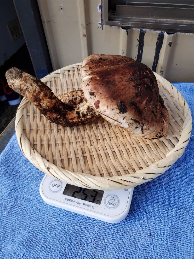 岩手県久慈市産【高級.超巨大、松茸】253g