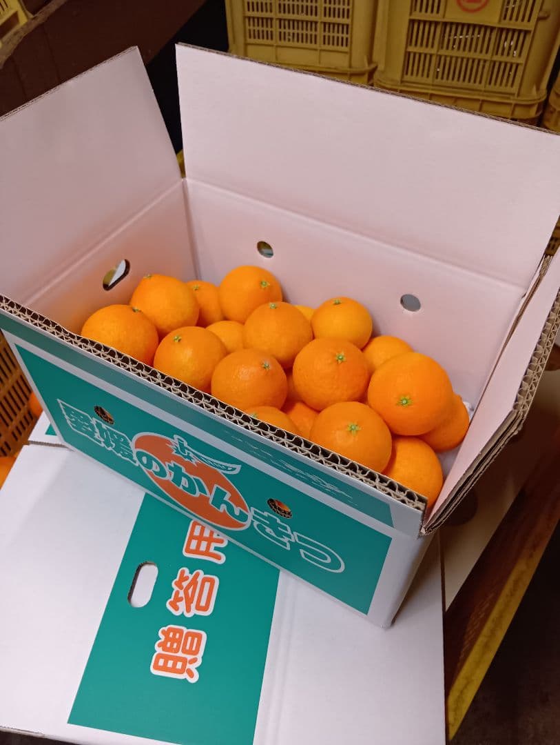 愛果28号(紅まどんな同品種)のS〜Mサイズ　正味4.5kg×2箱