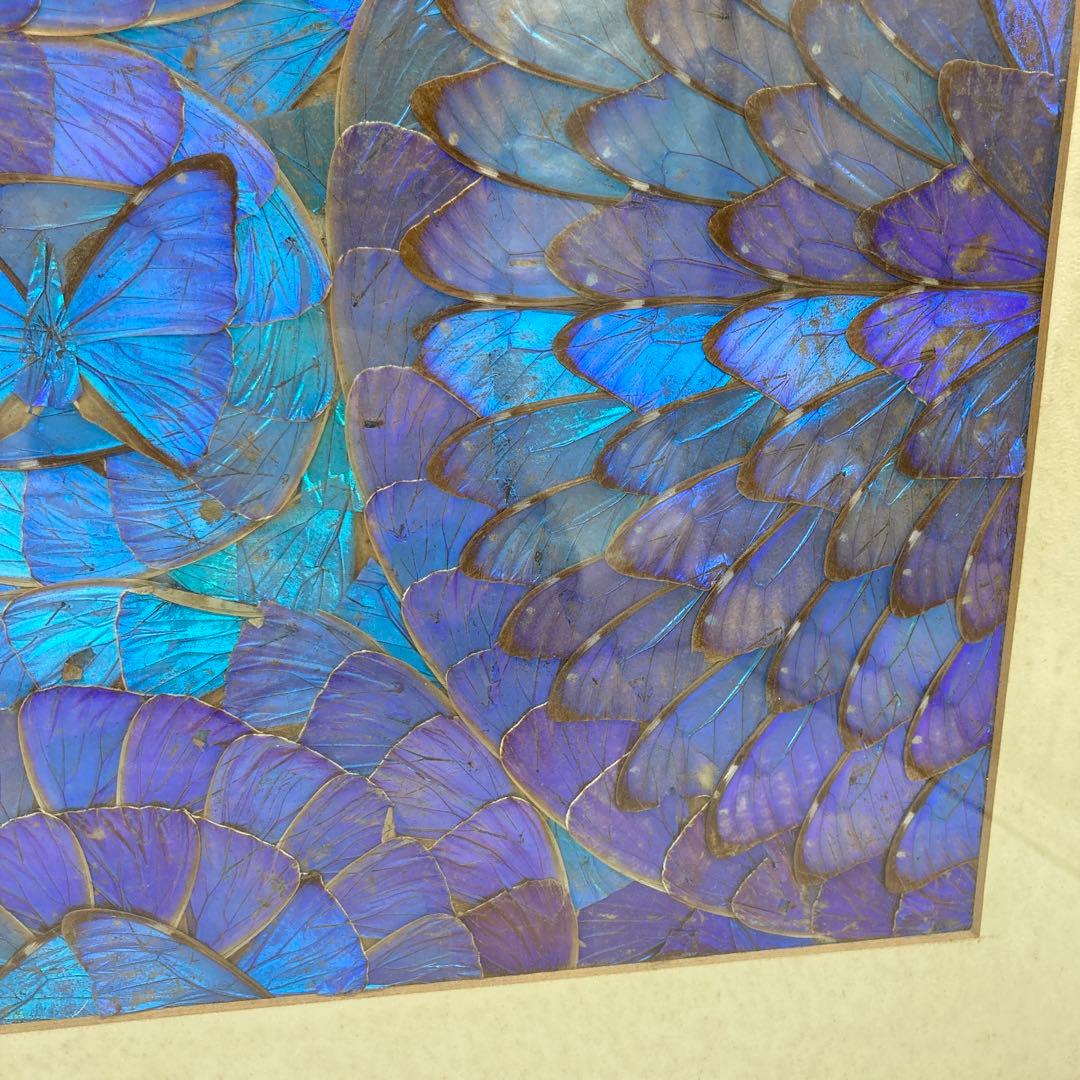 【レア】　モルフォ蝶　アート　標本　芸術　コレクション　美術　絵　昆虫　13上