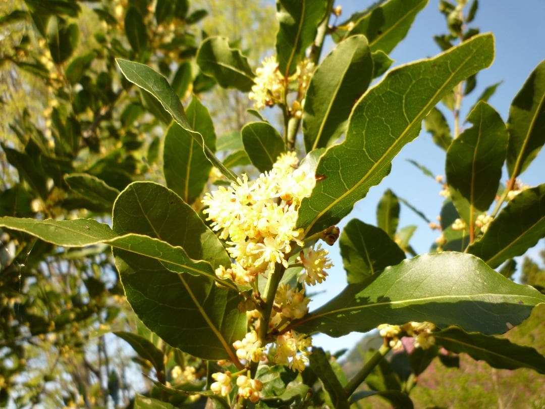 安心の日本みつばち 芳醇糖度81％優良品 非加熱 春はちみつ1,100ｇ
