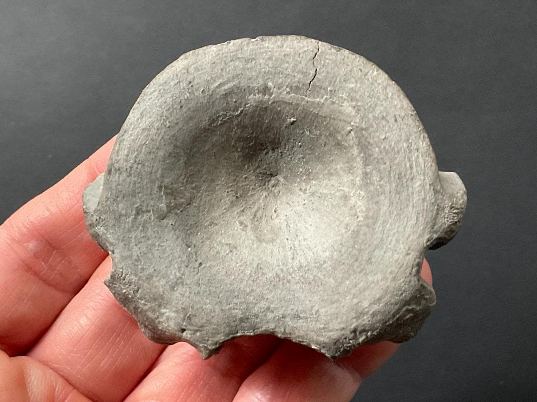 首長竜 化石 プレシオサウルス [PS28] 椎骨 クビナガリュウ 恐竜