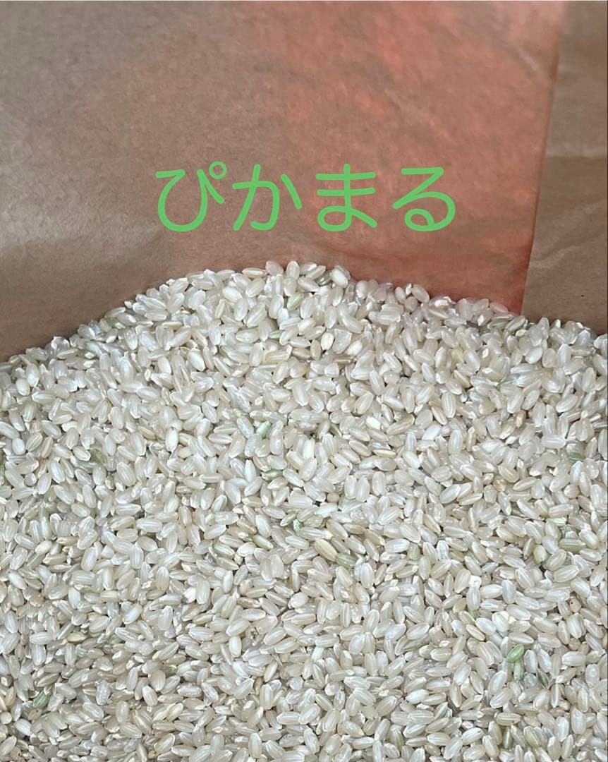 自家栽培　ぴかまる　玄米30kg 低アミロース米