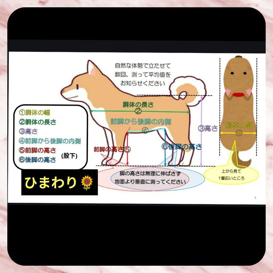 柴犬4輪　リハビリ　食事補助　犬用車椅子　シニア犬介護　犬の歩行器
