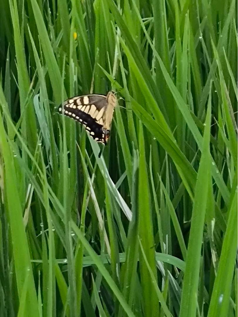 14〜26までお休みさん　令和5年度新米 ２０kｇ　白米