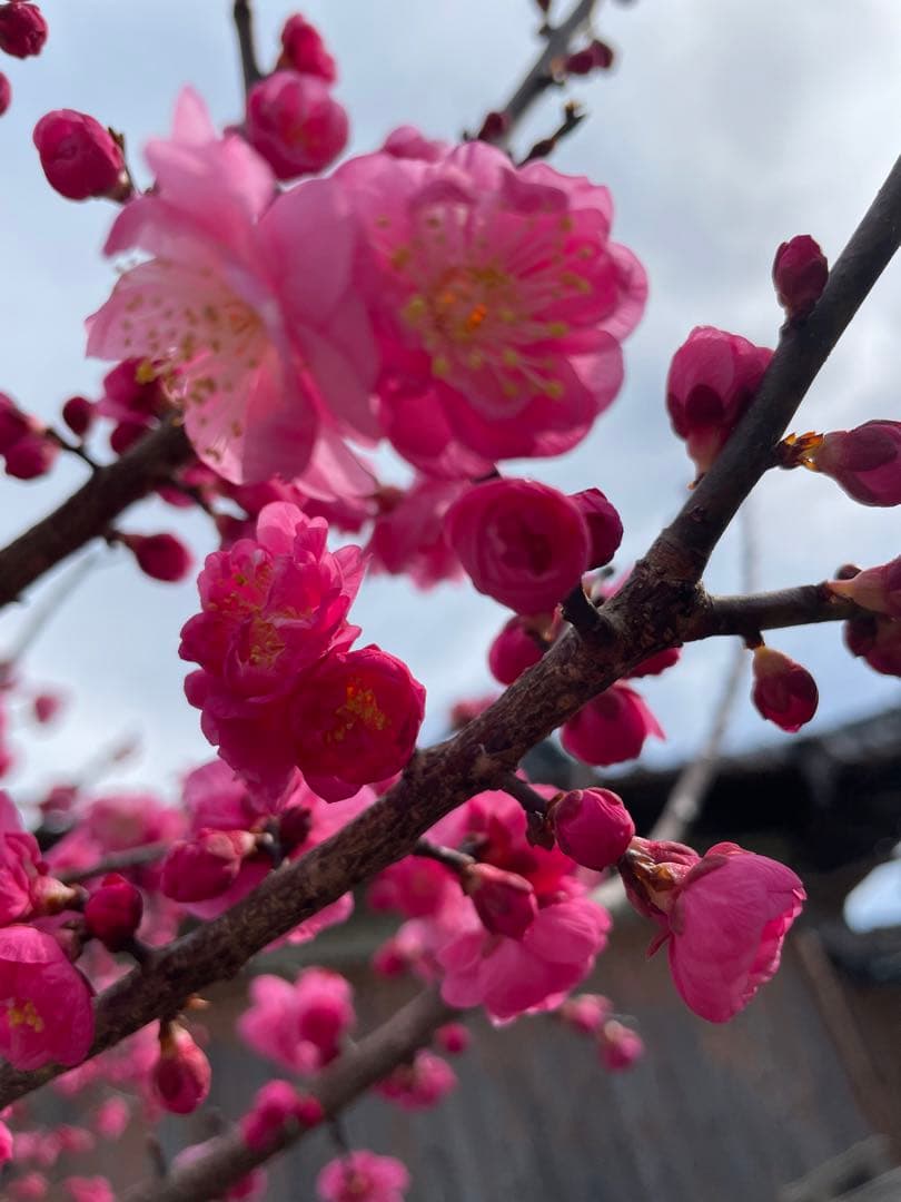 はる母ちやん9kgの2個お姫さまマーク手延そうめん