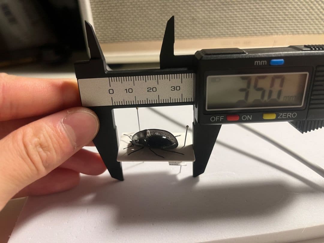 【属内最高峰】パイザラゴミムシ 巨大 昆虫標本 標本 甲虫 オサムシ ハンミョウ