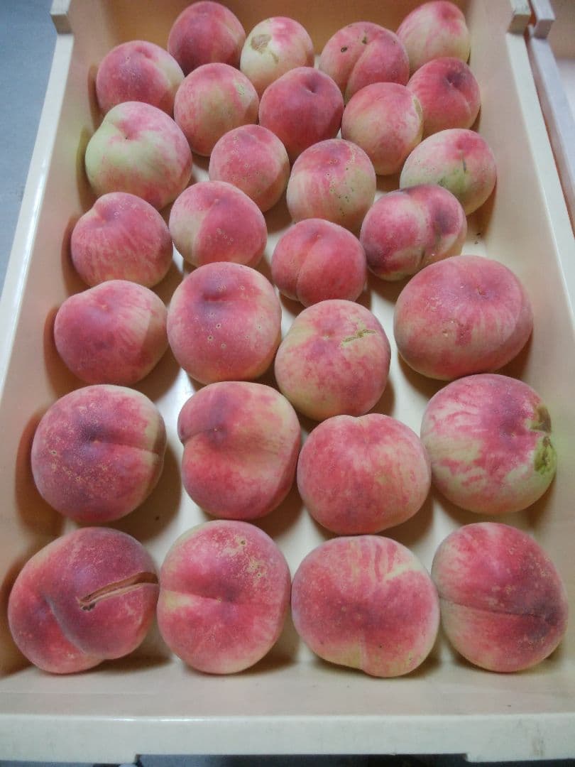 ばあばさん専用　特大　桃　さくら白桃　わけあり　10kg