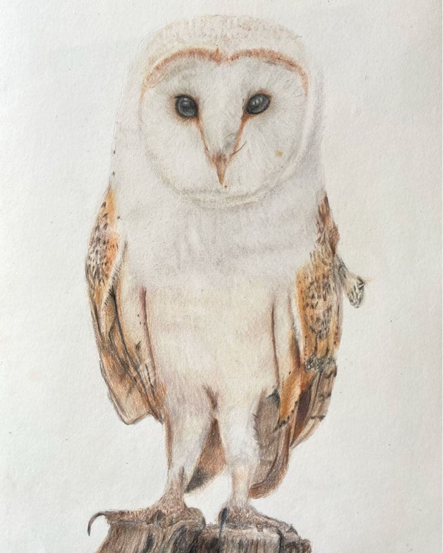 フクロウ色鉛筆画