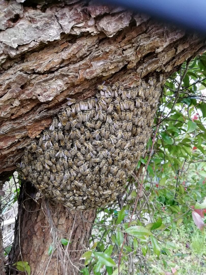 ❤ 稀少品《幻の天然完熟百花蜜》『日本みつばち春蜜の2瓶』