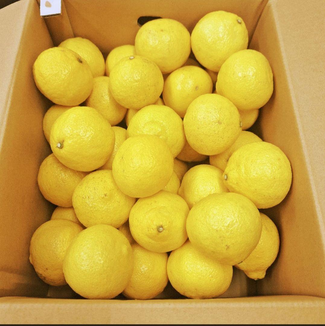 はるかみかん 2L 10キロ　長崎県産×2箱