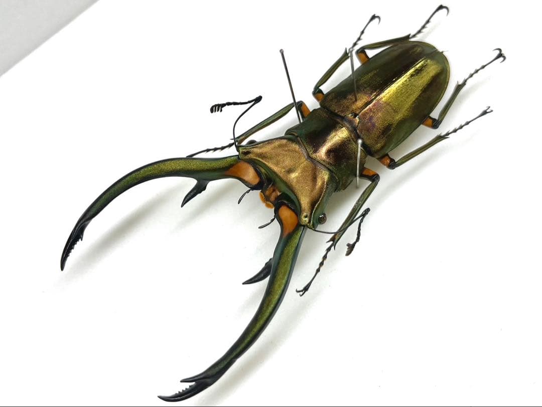 エラフスホソアカクワガタ　標本　91mm