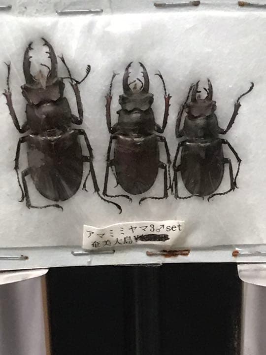 標本　奄美ミヤマ3♂