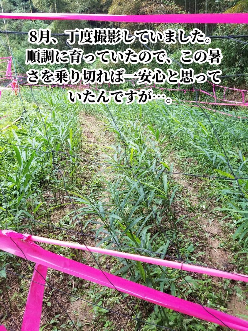 UZU 生姜親子セット 新生姜4kg 古根1.6kg 農薬肥料不使用