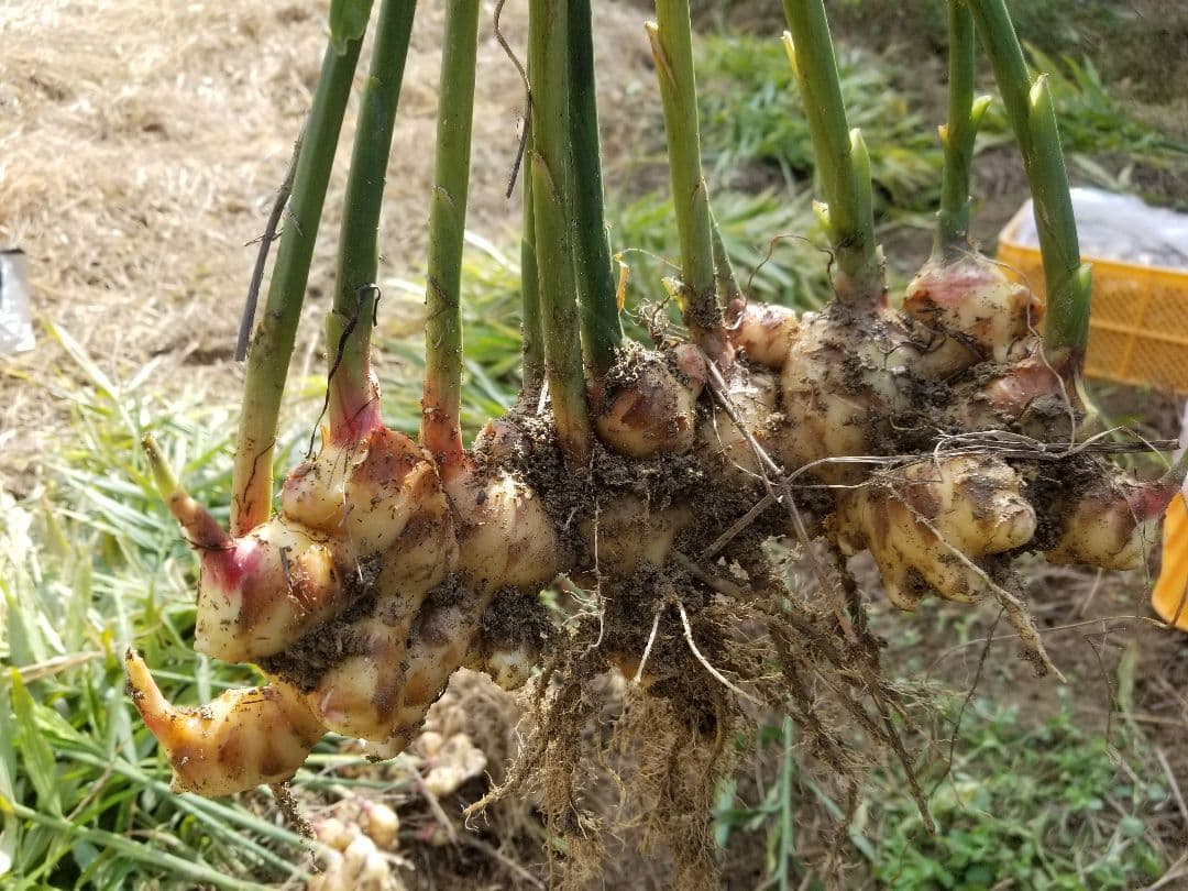 UZU 生姜親子セット 新生姜4kg 古根1.6kg 農薬肥料不使用