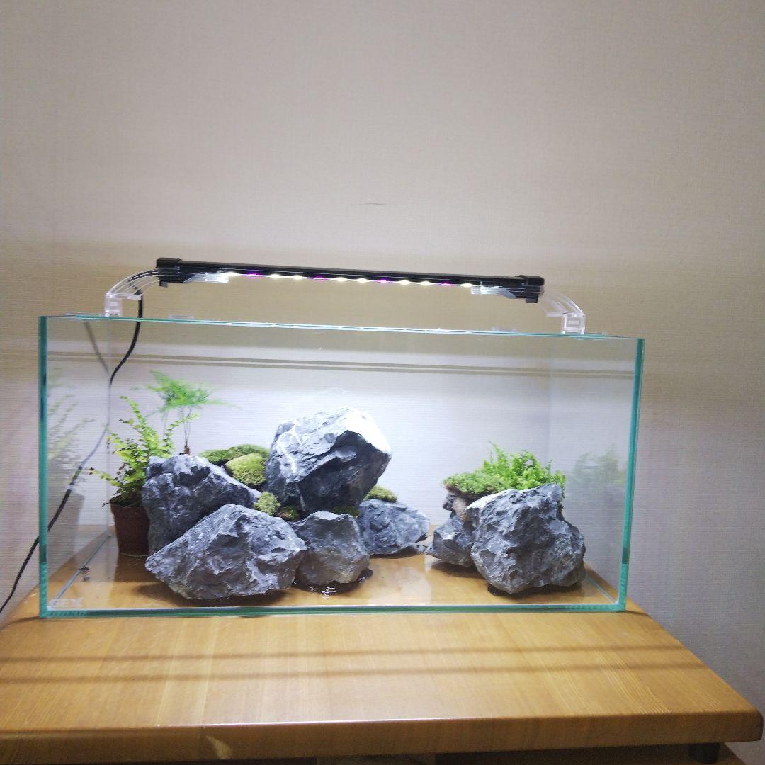 【完成品】アクアテラリウム　イモリウム　苔テラリウム