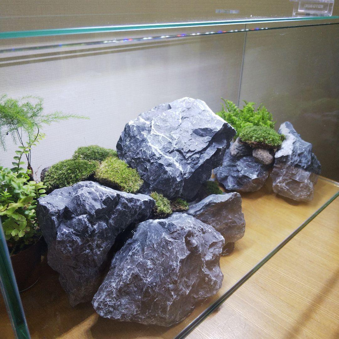 【完成品】アクアテラリウム　イモリウム　苔テラリウム