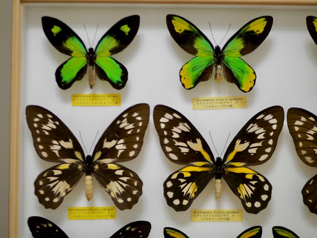 稀少種 極美 珠玉標本 大型ビクトリアトリバネアゲハ 産地別コレクションドイツ箱
