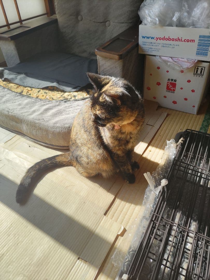 アイリス　IRIS ペットケージ 2段タイプ PEC-902 猫用