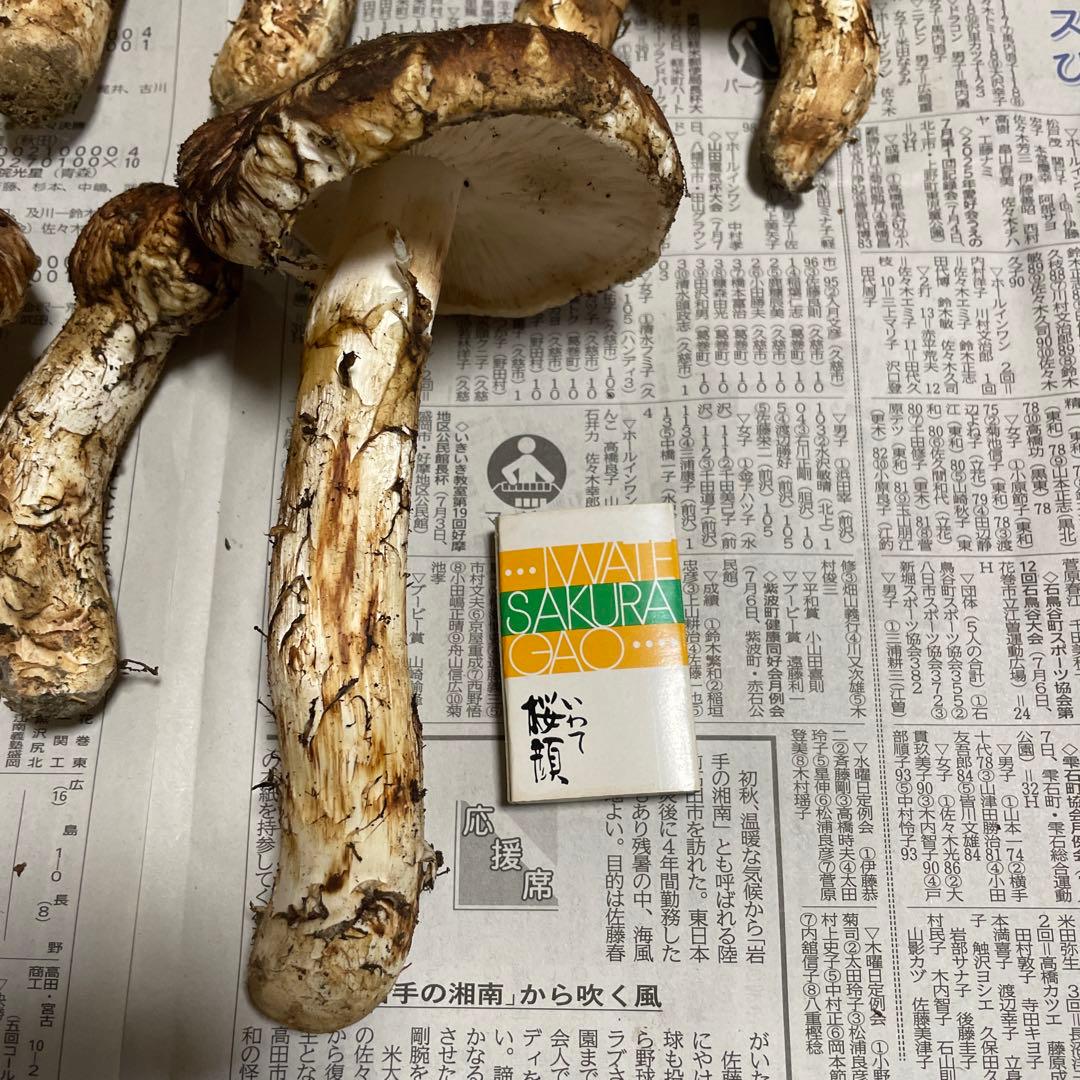 岩手県産　松茸
