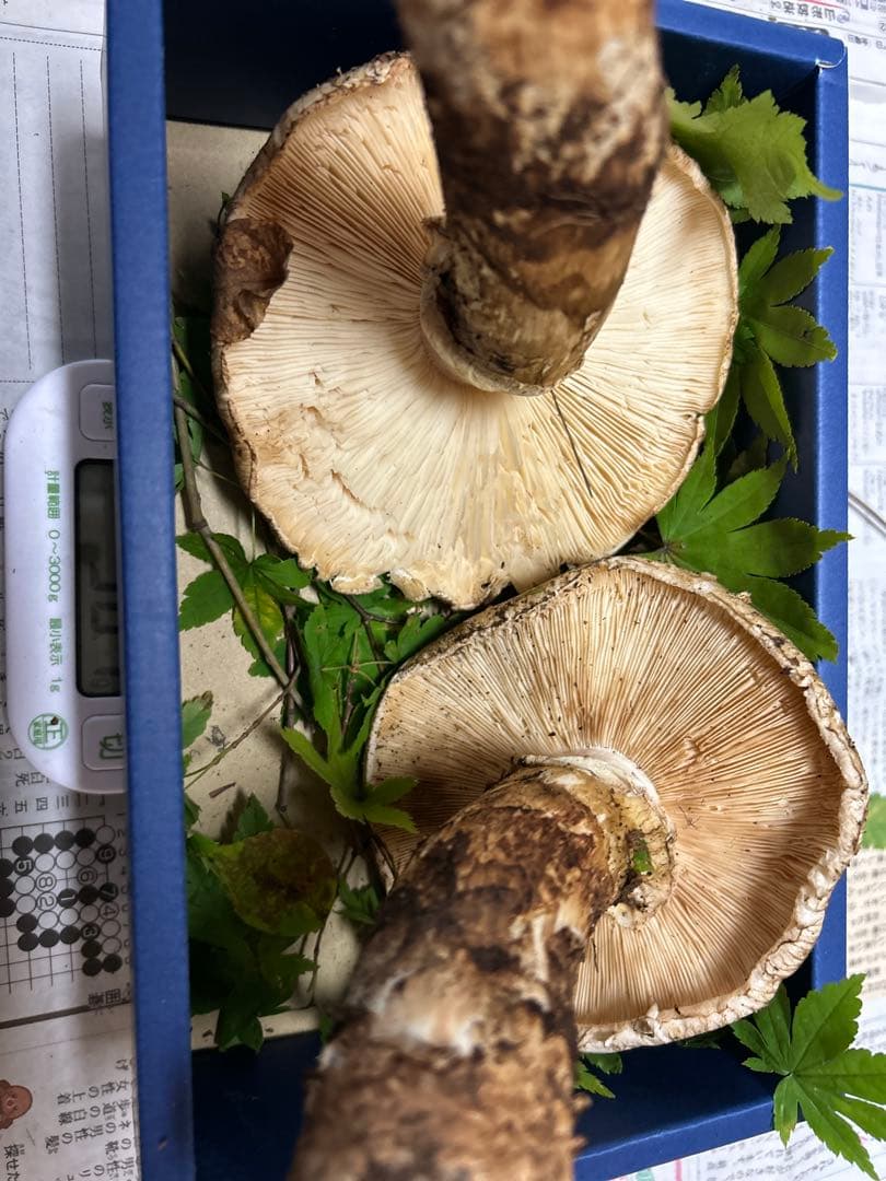 ＊山形県産＊ 松茸　358g