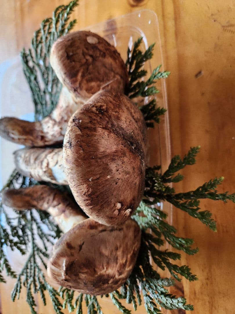 北海道産松茸　309g