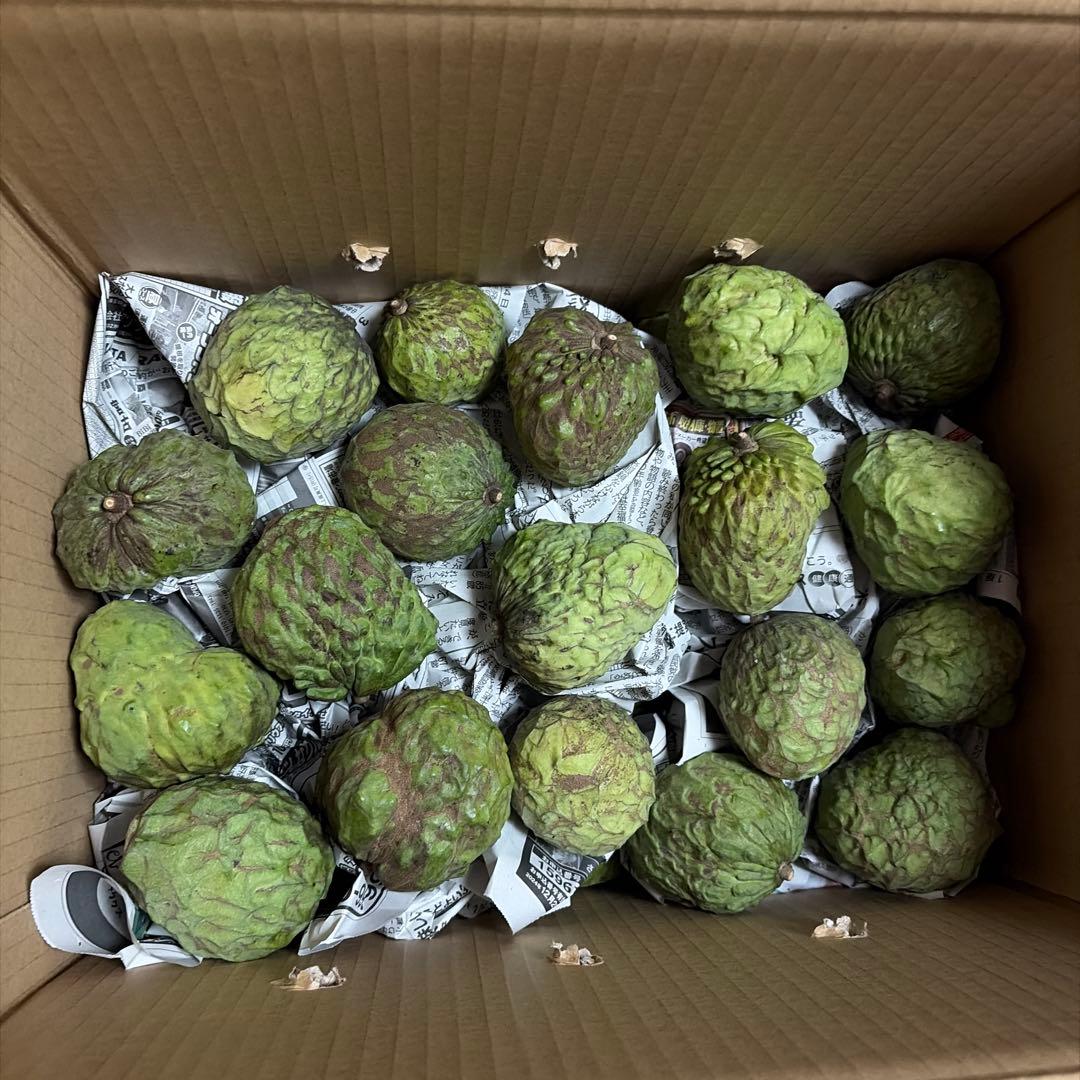 規格外アテモヤ１kgあたり1500円！アテモヤ6.7kg以上箱込み7.7kg。