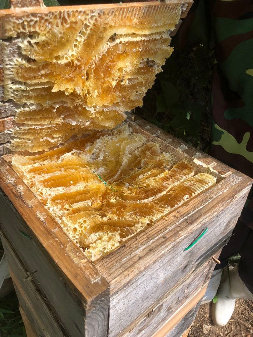 日本ミツバチの百花蜜　1キロ