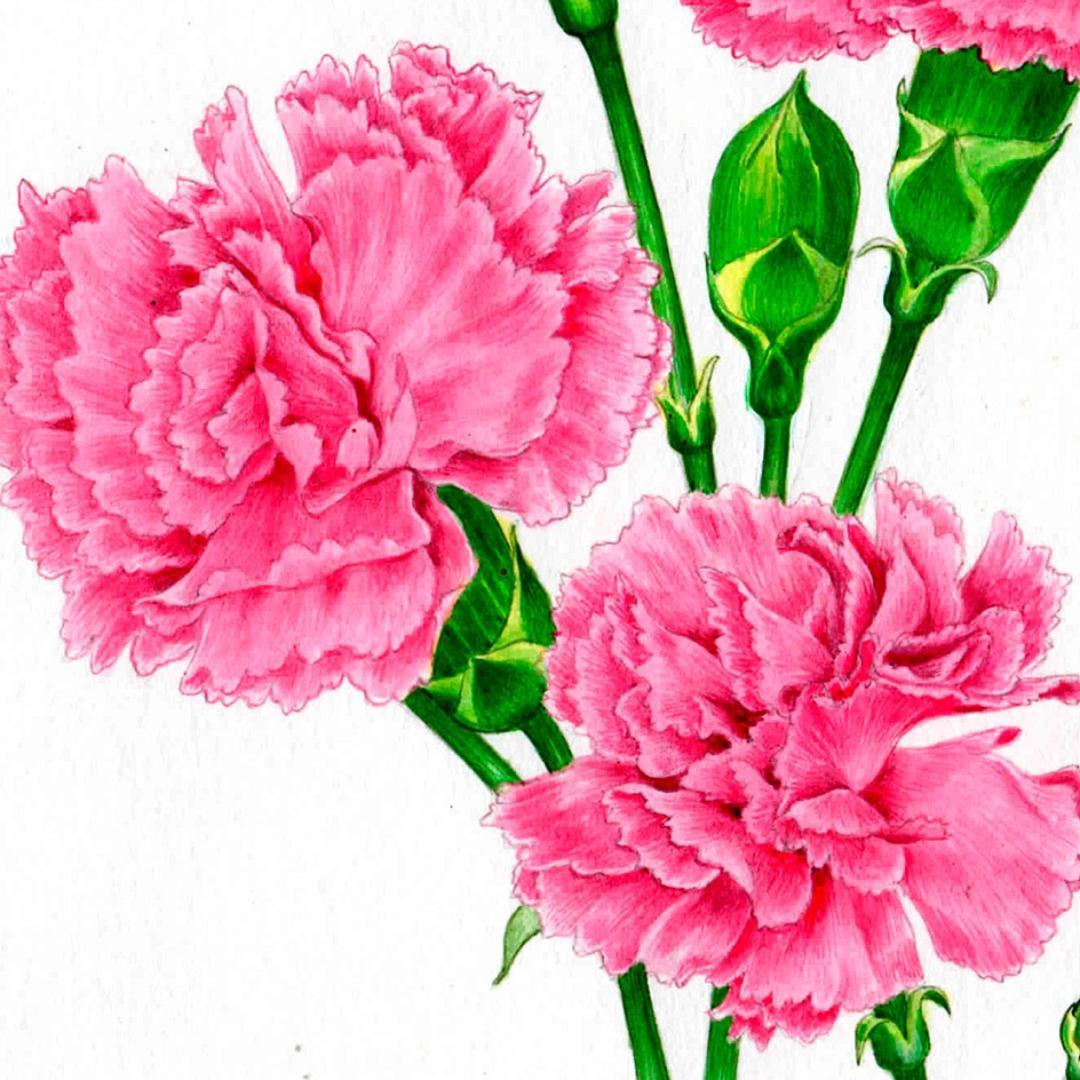 【絵画】ボタニカルアート　「カーネーション」原画