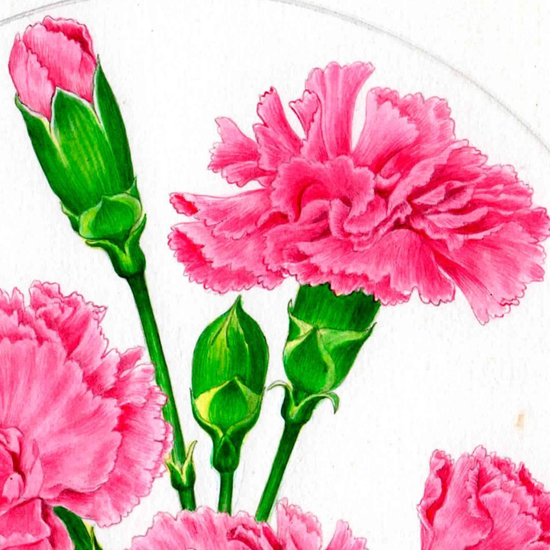 【絵画】ボタニカルアート　「カーネーション」原画