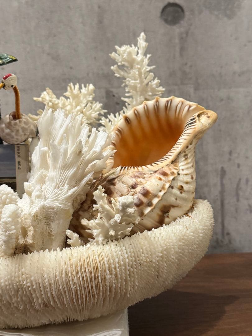 白珊瑚天然　オブジェ　アクアリウム　インテリア　デコレーション サンゴ