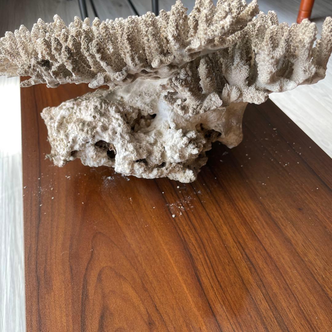 珊瑚 天然 大型 約50×35cm 約8kg インテリア オブジェ